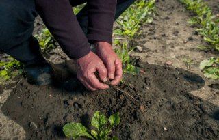 Gezonde+bodem+wordt+internationale+prioriteit