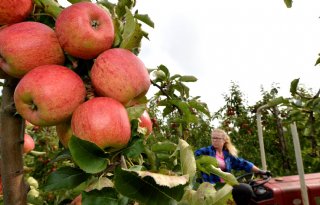 Polen+haalt+500%2E000+ton+appels+uit+de+markt