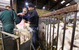 Inseminatieseizoen+geiten+beleeft+piek