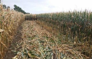 Vandalen+gaan+te+keer+op+het+platteland+van+Maas+en+Waal