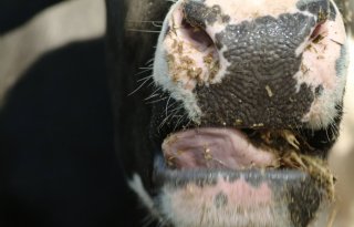 Boeren+buigen+zich+over+reductie+broeikasgassen
