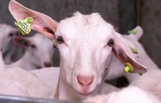 Angst+voor+jarenlang+onderzoek+geitenhouderij