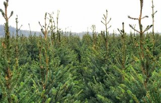 %27Kerstbomen+hebben+droogte+goed+doorstaan%27