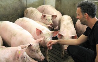 Varkenshouder+met+net+genoeg+ruimte+voor+gesloten+bedrijf