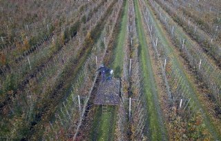 Limburgse+telers+zetten+koers+uit+voor+vitale+fruitteelt