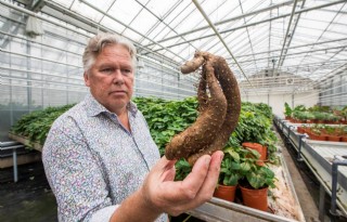 Planten+hebben+stoffen+tegen+ziek+en+zeer