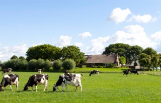 Rentedaling+en+pachtprijs+ondermijnen+boer+Kampereiland