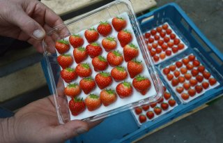 Smaak+van+%27winteraardbei%27+beter+dan+zomerkoninkje