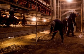 Pluimveehouder+heeft+baat+bij+vrijwilligerswerk