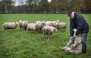 Dekseizoen+schapen+loopt+op+z%27n+eind