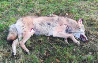 Aangereden+wolf+doodde+in+Salland+schapen