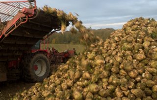 Suikerproductie+neemt+toe%2C+maar+minder+vlot