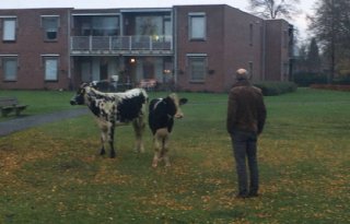 Politie+zoekt+koeienvangers+in+Bladel