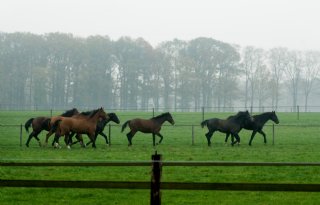 EIA%2Dvirus+bij+Duits+paard