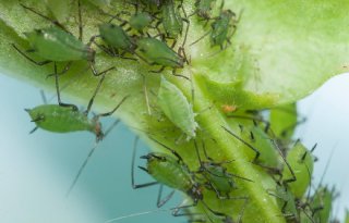 Bacteri%C3%ABn+helpen+erwtenbladluis+tegen+vijanden