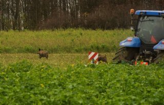 CDA+Gelderland+wil+maatregelen+tegen+varkenspest