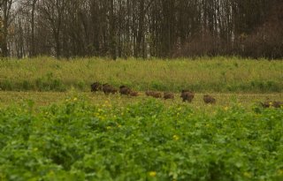 LTO+Noord+kritisch+op+overdracht+wildraster