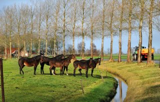 Rhinovirus+vastgesteld+in+Sint+Jacobiparochie