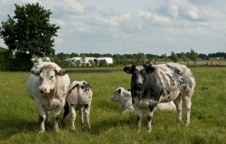 Camping+De+Meet+richt+zich+op+senioren