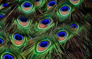Vogelgriep+op+kinderboerderij+Biddinghuizen