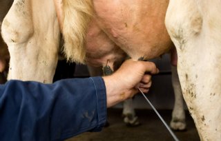 Mastitis+behandelen+met+immuuncellen