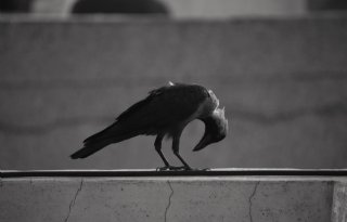 Vogelgriep+laait+weer+op+in+Oost%2DAzi%C3%AB