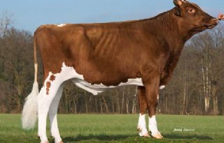 Co%C3%B6peratie+wil+biologische+stier+op+eigen+kaart