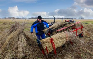 Goedkoop+Chinees+riet+bedreigt+inkomen+veehouder