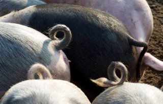 POV+maakt+voorbehoud+bij+CO2%2Dtaakstelling+varkenshouderij