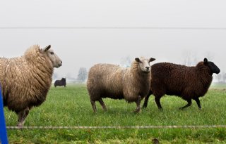 ChristenUnie+verbaasd+over+wolvendiscussie