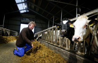 Droge+maiskuil+met+veel+opbrengst