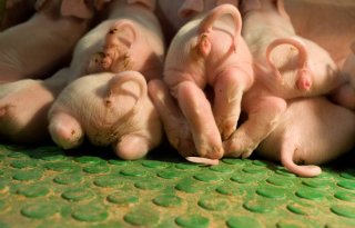 Varkensdierenartsen+willen+snel+stoppen+met+couperen