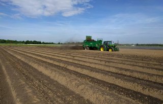 Stikstofgift+onnodig+in+eerste+jaar+asperge