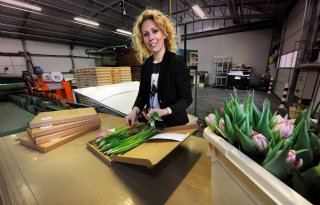 Tulpenpost+uit+Flevoland+blijkt+gat+in+de+markt