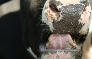 %27We+richten+ons+niet+op+de+plant%2C+maar+op+de+bodem%27