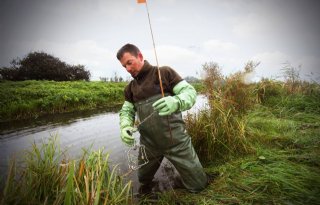 Waterschap+Drents+Overijsselse+Delta+vangt+steeds+minder+ratten