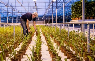 Curcumaknol+wijkt+voor+weefselkweek+bij+BK+Plant