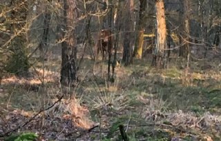 Losgebroken+koe+duikt+onder+in+bos