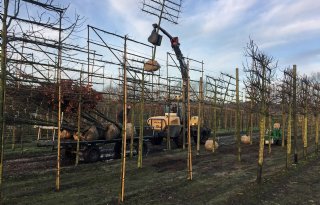 Van+hobby+tot+volwaardige+boomkwekerij