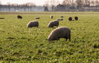 Minder+wormen+bij+schaap+door+cichorei