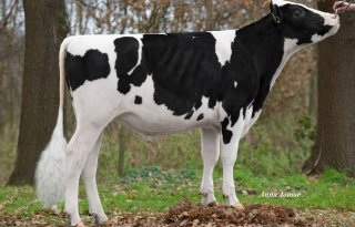 Eigen+stier+Gerbert+Engelen+op+de+kaart
