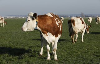 Gekleurde+oorring+geeft+stierkeuze+voor+koe+aan