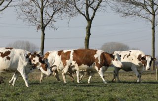 Overijsselse+melkveehouders+scoren+op+milieu