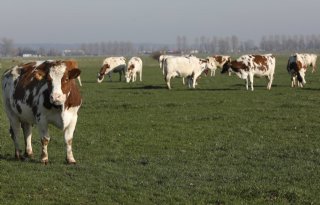 Meer+en+beter+ruwvoer+door+betere+onkruidbestrijding