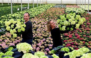 Echtpaar+teelt+prijswinnende+hortensia
