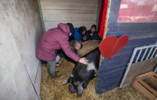 Valentijnsdag+2018+dag+van+verbinding
