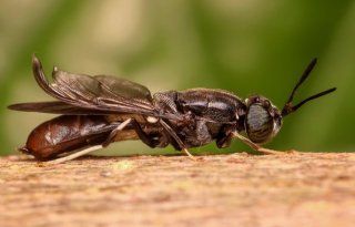 Mogelijk+worm+en+insect+in+meststoffenwet