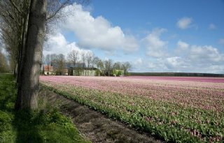 Ruim+300+hectare+geruild+in+de+Wieringermeer