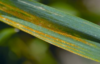 Sterk+fungicide+beschikbaar+voor+Nederlandse+akkerbouwer