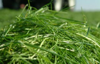Grote+regionale+verschillen+in+neerslag+en+grasgroei